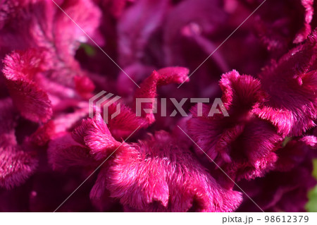 Celosia Purple Bombay flower trendy color 2023 viva magenta Celosia Purple Bombay flower trendy color 2023 viva magenta 98612379