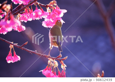 懸命に桜の蜜を吸うメジロ 懸命に桜の蜜を吸うメジロ 98612439