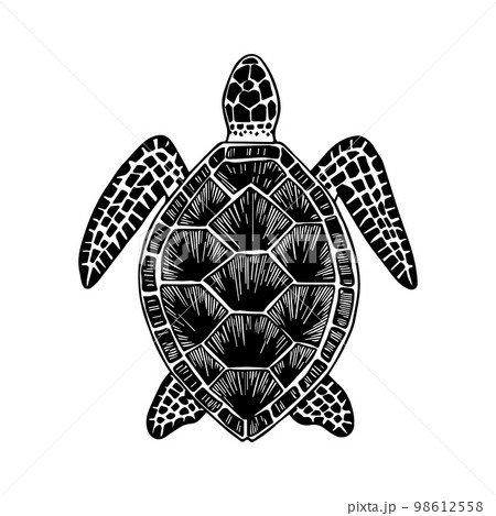 Turtle. Hand-drawn stylized image of turtle. Graphic black and white image isolated on white background. Vector illustration. 98612558