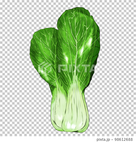 白菜插畫素材 98612688