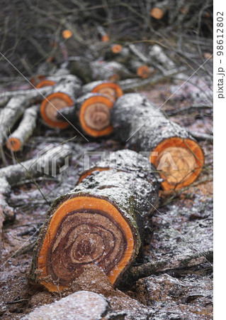 many cut trees in the forest for firewood 98612802