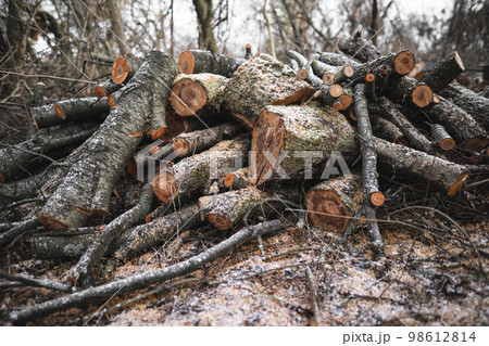 many cut trees in the forest for firewood many cut trees in the forest for firewood 98612814