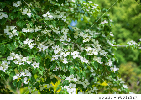 春を彩る　草木花　季節感イメージ　　　　 98612927