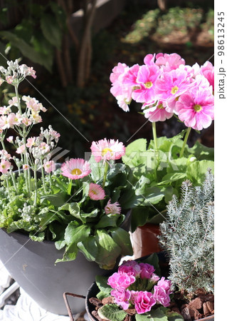 ピンク色の花寄せ植え＆寄せ鉢 98613245