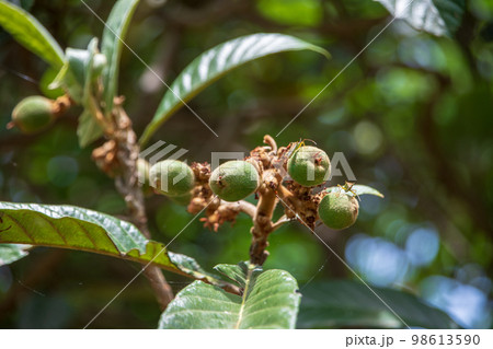 ビワの木の実 季節感イメージ ビワの木の実 季節感イメージ 98613590