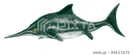 イクチオサウルス　ジュラ紀の魚竜類中もっとも有名なイルカ型 98613870