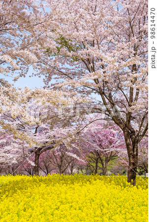 赤城南面千本桜と菜の花 赤城南面千本桜と菜の花 98614470