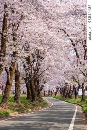 赤城南面千本桜 赤城南面千本桜 98614486