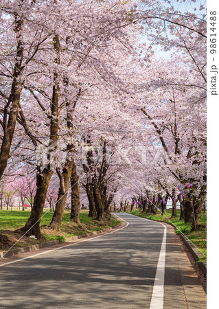 赤城南面千本桜 98614488