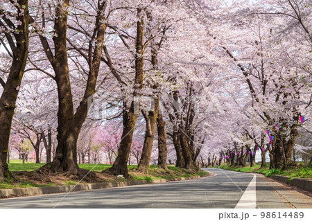 赤城南面千本桜 98614489