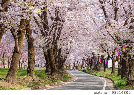 赤城南面千本桜 98614809