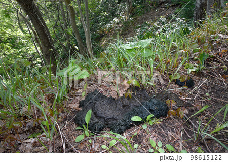 森の中のヒグマ糞（北海道・知床） 98615122