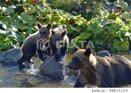 ヒグマの親子（北海道・知床） 98615124