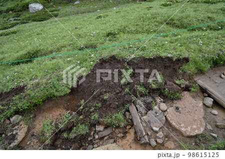 ヒグマの食痕（北海道・大雪山） 98615125