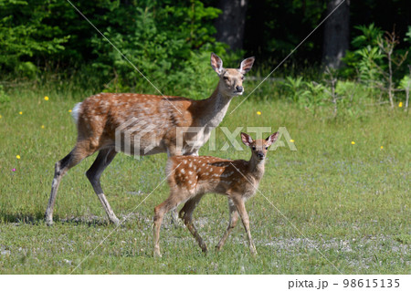 エゾシカの親子（北海道・知床） 98615135