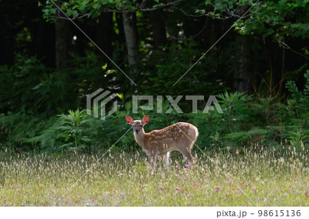 エゾシカの幼獣（北海道・知床） 98615136