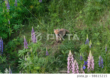 花畑とキタキツネの幼獣（北海道・上士幌町） 98615215