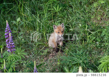 花畑とキタキツネの幼獣(北海道・上士幌町) 花畑とキタキツネの幼獣(北海道・上士幌町) 98615236