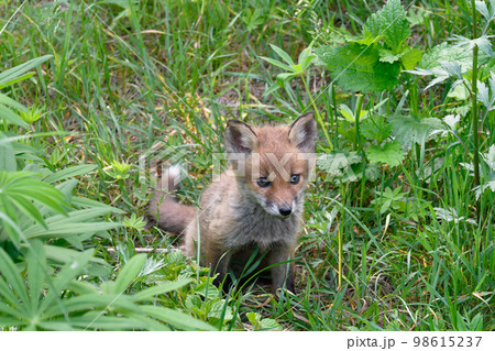 キタキツネの幼獣（北海道・上士幌町） 98615237