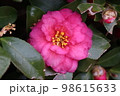 椿 98615633