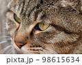 猫 98615634