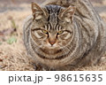 猫 98615635