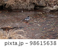 小鳥 98615638