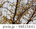 ロウバイ 98615641