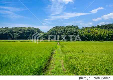 田園風景 田園風景 98615662