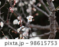 梅 98615753