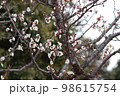 梅 98615754