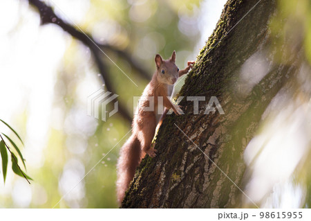 beautiful squirrel in the park on a tree beautiful squirrel in the park on a tree 98615955