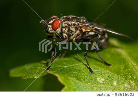 macro photography fly close up macro photography fly close up 98616002
