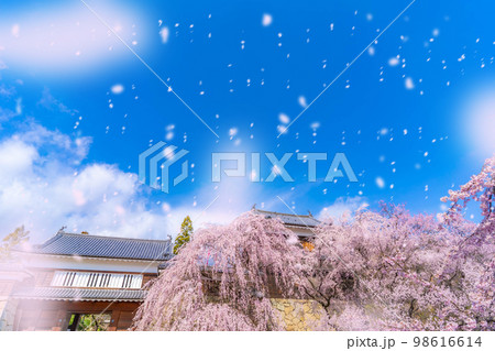 【桜吹雪イメージ】信州・上田城の桜と桜吹雪【長野県】 【桜吹雪イメージ】信州・上田城の桜と桜吹雪【長野県】 98616614