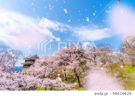 【桜吹雪イメージ】信州・上田城の桜と桜吹雪【長野県】 98616626