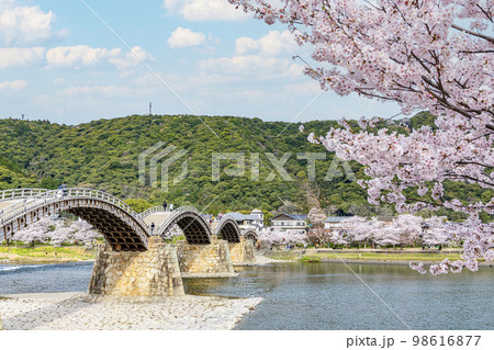 山口県岩国市　桜が満開の有名観光スポット　錦帯橋 98616877