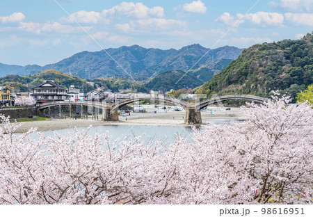 山口県岩国市　桜が満開の有名観光スポット　錦帯橋 98616951