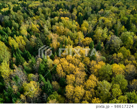 Flight over mixed autumn forest in yellow-green colors Flight over mixed autumn forest in yellow-green colors 98617224