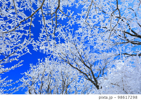 霧氷と青空 霧氷と青空 98617298