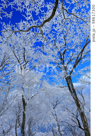 霧氷と青空(縦構図) 霧氷と青空(縦構図) 98617300
