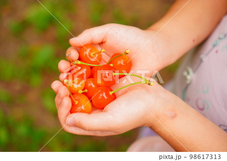 余市の果樹園でのさくらんぼ狩りで収穫した、子供の手のひらいっぱいのさくらんぼ 余市の果樹園でのさくらんぼ狩りで収穫した、子供の手のひらいっぱいのさくらんぼ 98617313