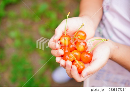 余市の果樹園でのさくらんぼ狩りで収穫した、子供の手のひらいっぱいのさくらんぼ 98617314