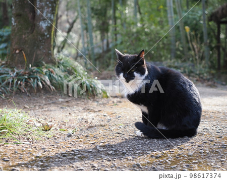 上州新田郡 三日月村に住む野良猫 上州新田郡 三日月村に住む野良猫 98617374