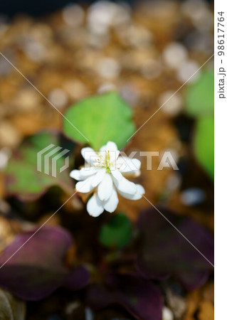 4254　ヤマトドクダミ 98617764