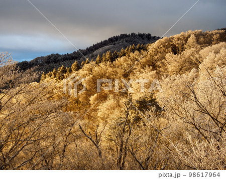 ちはや園地展望台からの夕日に映える金剛山の樹氷 98617964