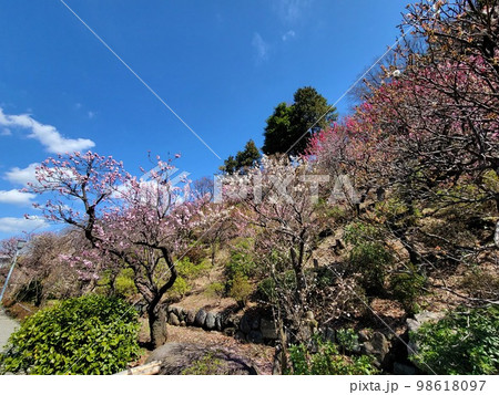 池上梅園にて 98618097