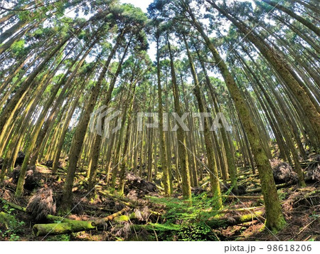 脊振山の樹林帯 脊振山の樹林帯 98618206