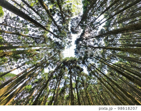 脊振山の樹林を見上げる 98618207