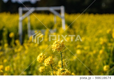 菜の花畑 菜の花畑 98618674