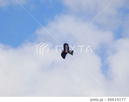 悠然と大空を舞う鷹 98619177